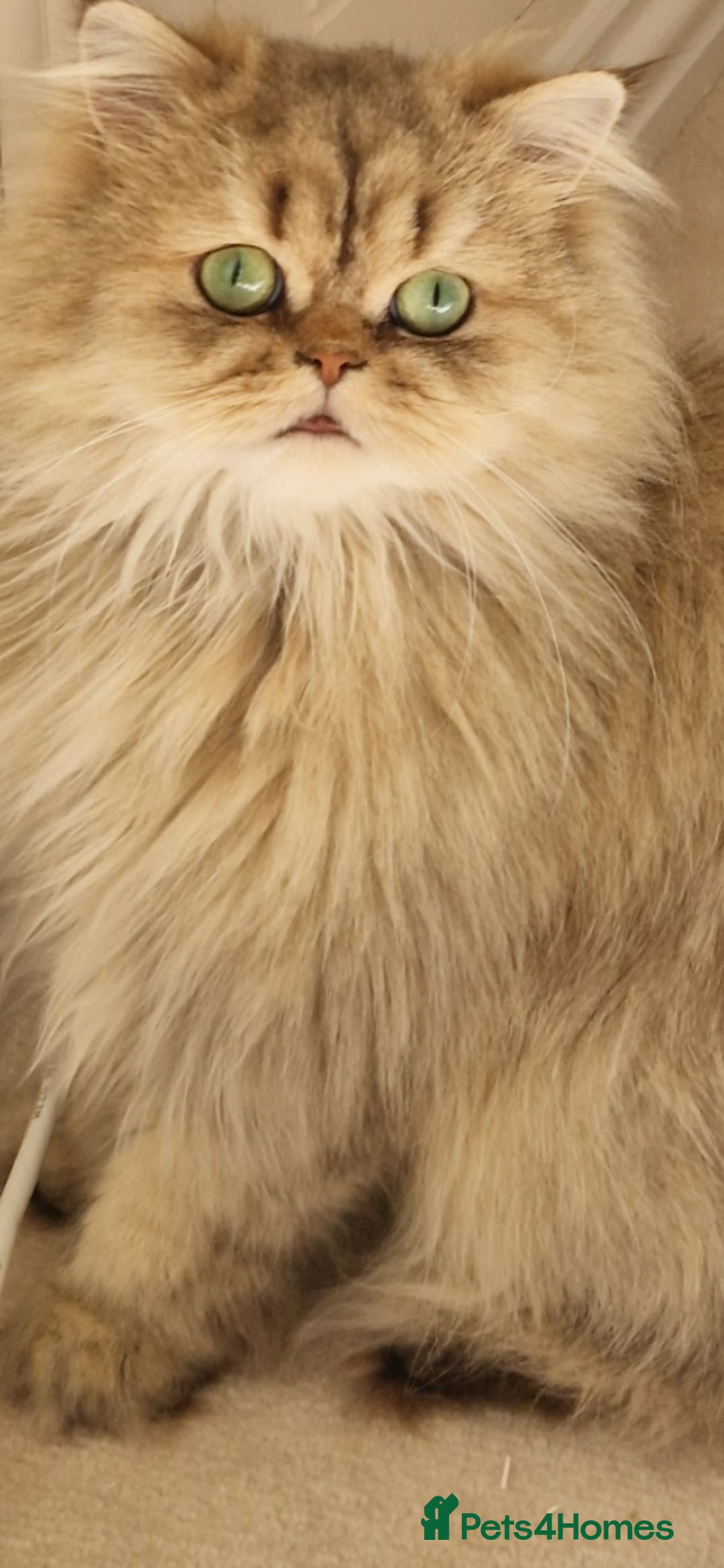 Persian cats for sale: Mother and daughter chinchilla persians - Image 7