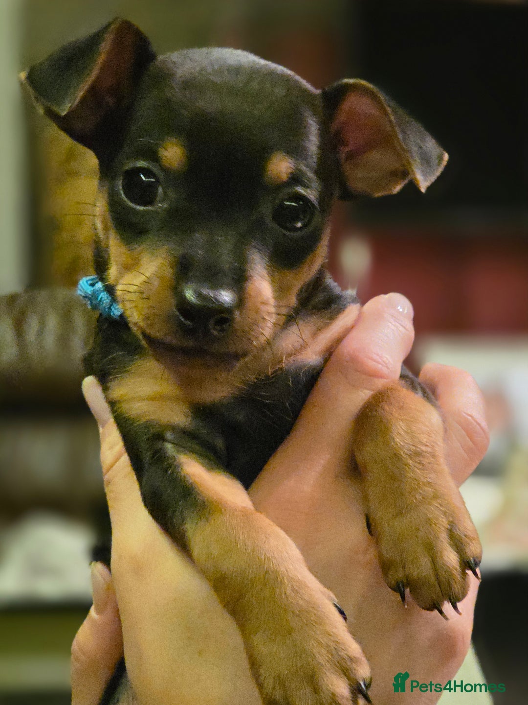 Miniature Pinscher dogs for sale: KC Registered 6 Pure Miniature Pinscher litter - Advert 8