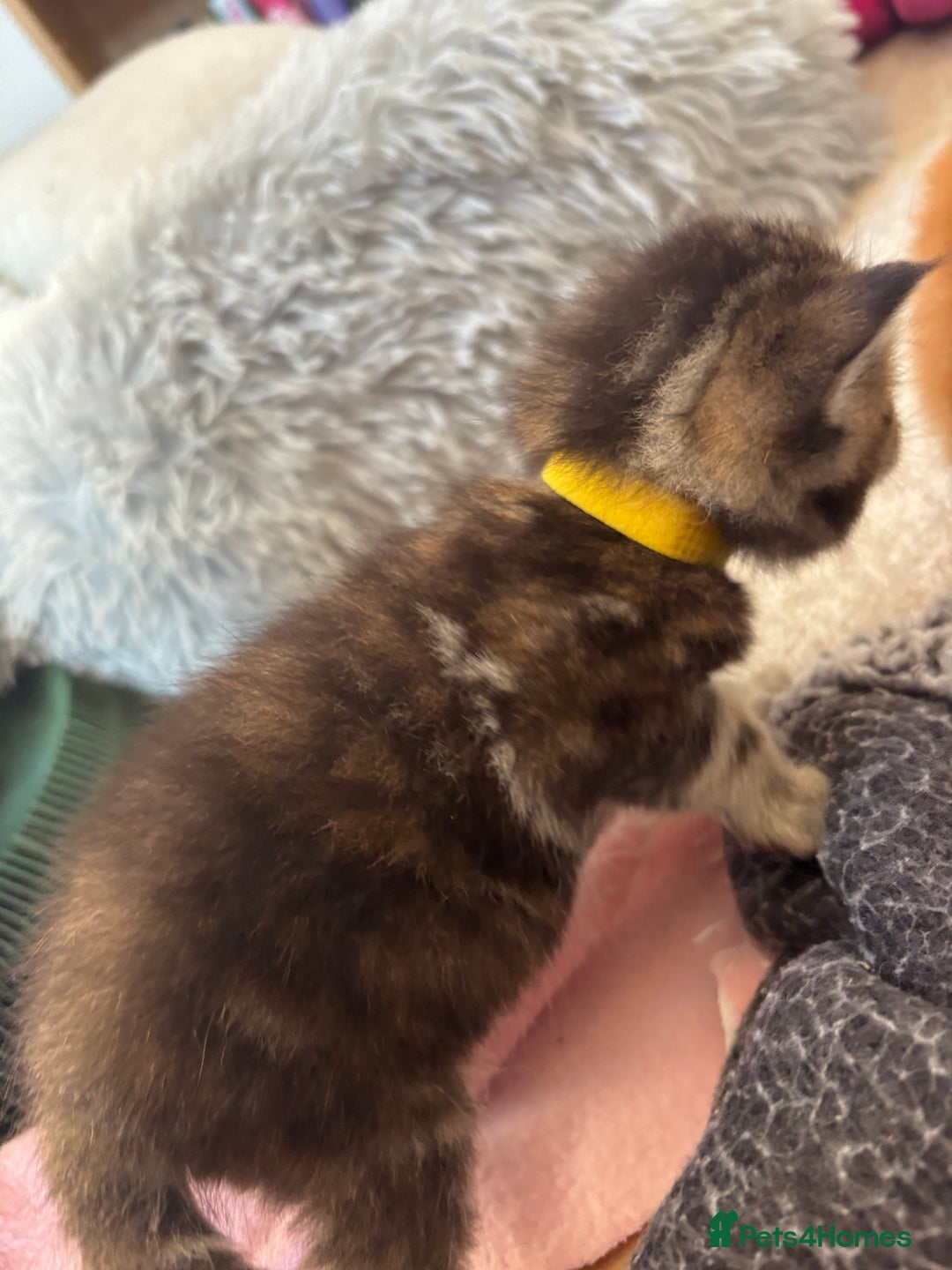 Maine Coon cats for sale: Mainecoon cross  - Image 9