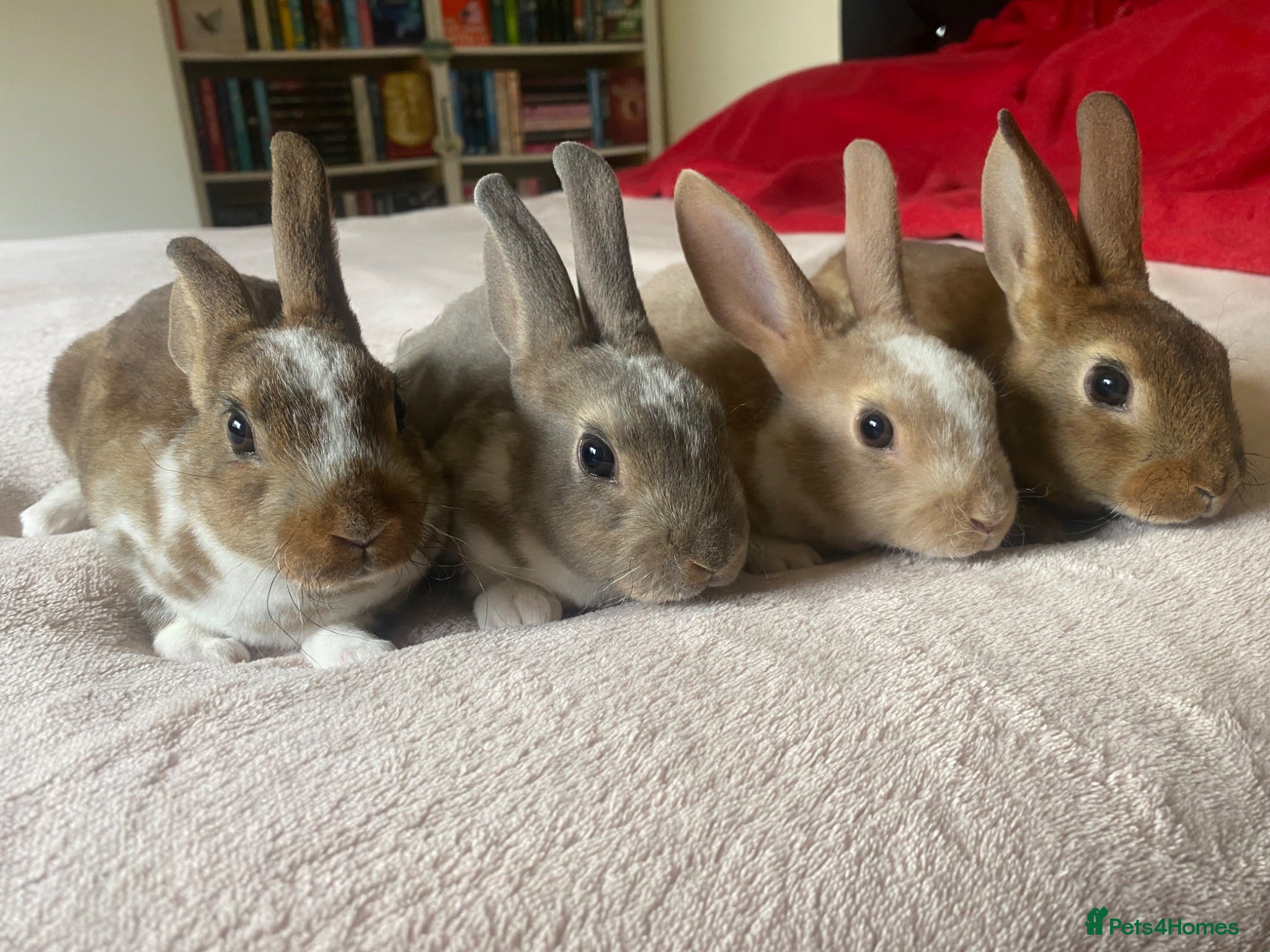Rex rabbits Stunning Mini Rex Babies + Standard Rex Does - Advert 1