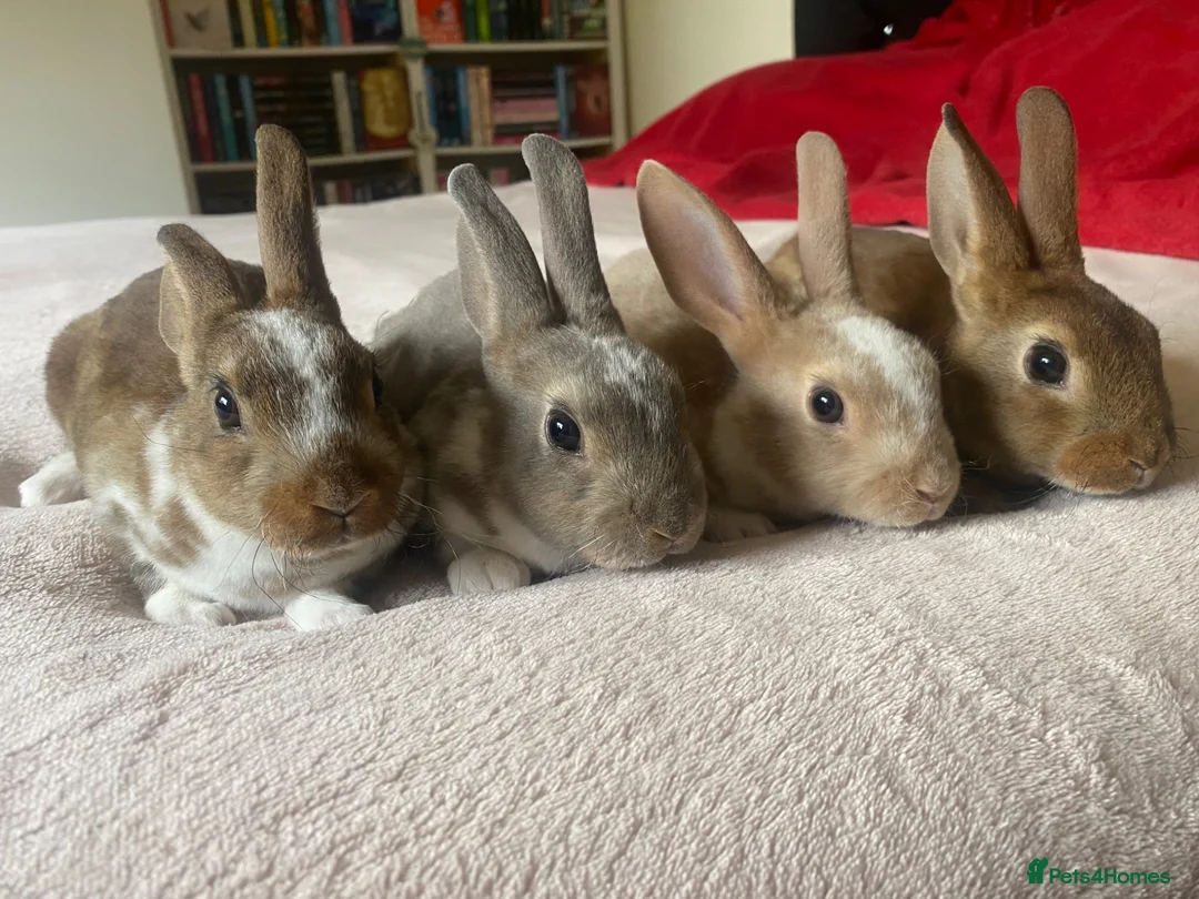 Rex rabbits for sale: Stunning Mini Rex Babies + Standard Rex Does in Spalding - Advert 1