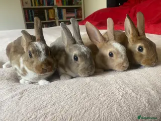 Rex rabbits Stunning Mini Rex Babies + Standard Rex Does - Advert 2