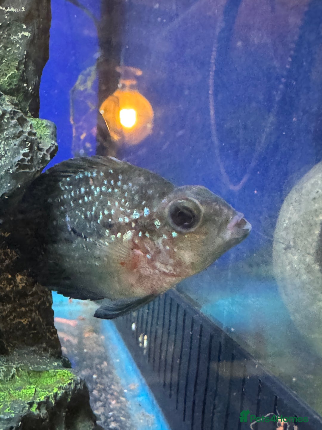 Cichlids fish for sale: Red texas hybrids and crystal parrots - Image 4