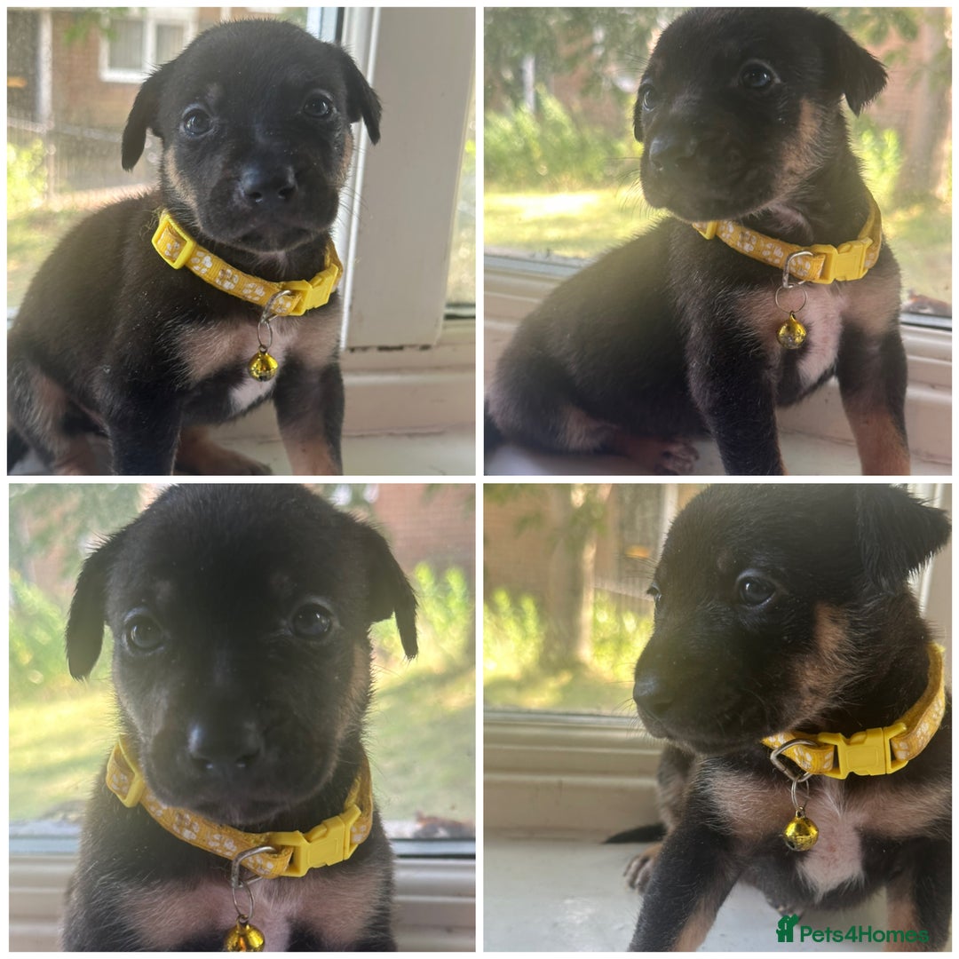 Mixed Breed dogs for sale: Staffy x Belgian Malinos  - Image 2