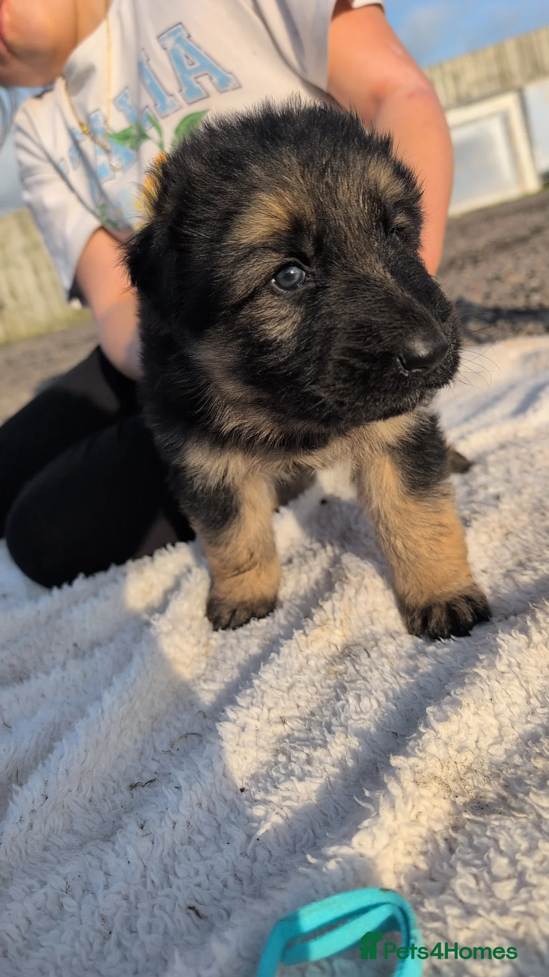 German Shepherd dogs for sale: German shepherd puppies  in Bridgwater - Advert 2