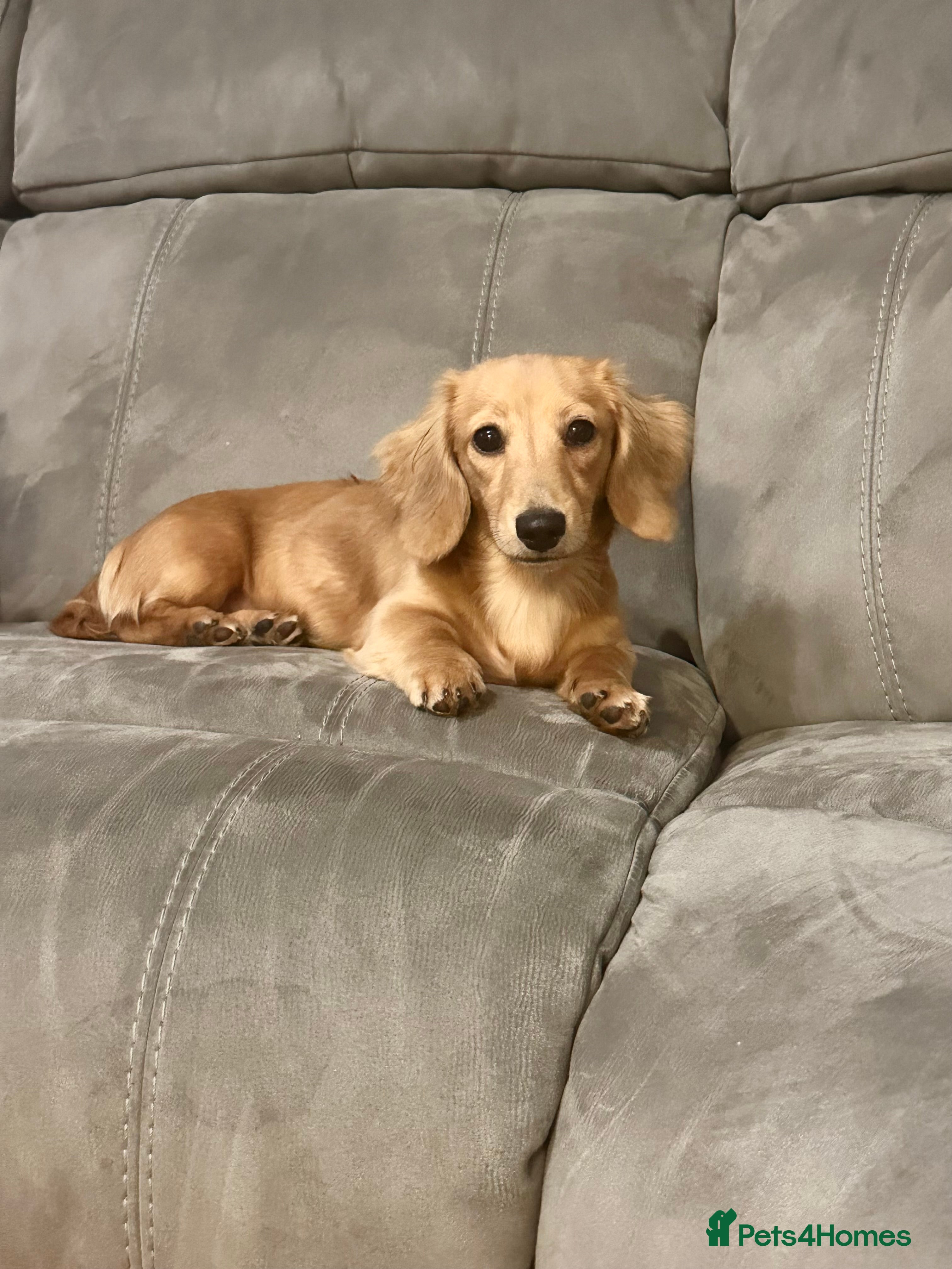 Miniature Dachshund dogs KC Miniature Long Haired Dachshund Cream Male - Advert 1