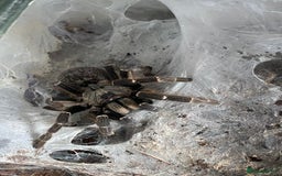 Mixed Breed reptiles for sale: Reptile, invert and amphibian rescue service.  - Image 7