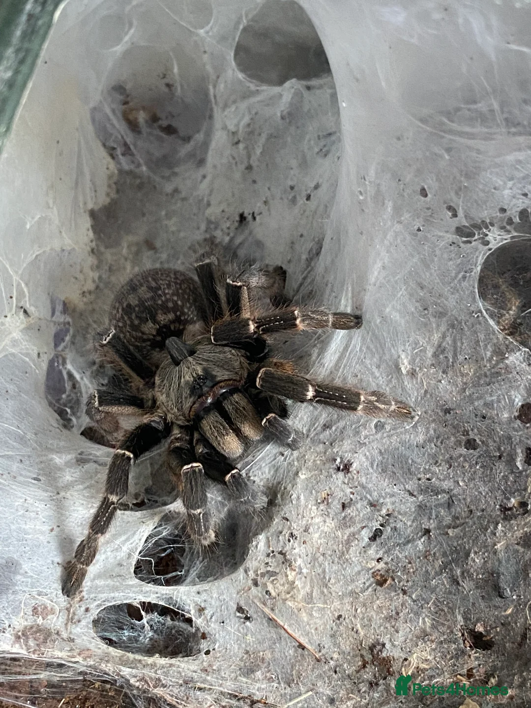 Mixed Breed reptiles for sale: Reptile, invert and amphibian rescue service.  - Advert 7