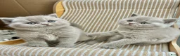 British Shorthair cats for sale: TICA Registered British Shorthair Kittens for Sale in Leeds - Advert 5