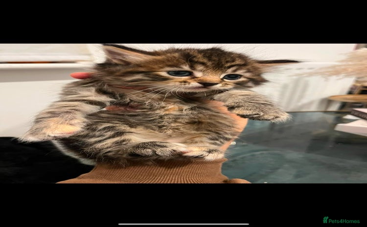 Mixed Breed cats - Advert 1