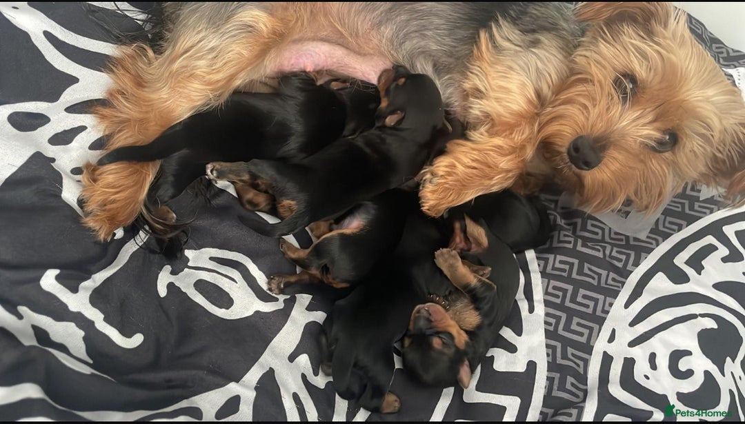 Yorkshire Terrier dogs for sale: 6 Beautiful yorkshire terrier puppy’s, 3 LEFT!!! - Image 4