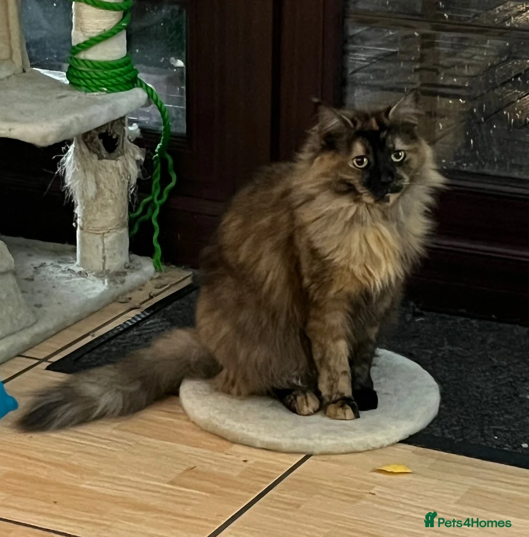 Mixed Breed cats for sale: MAIN COON MIX SIBLINGS  - Advert 7