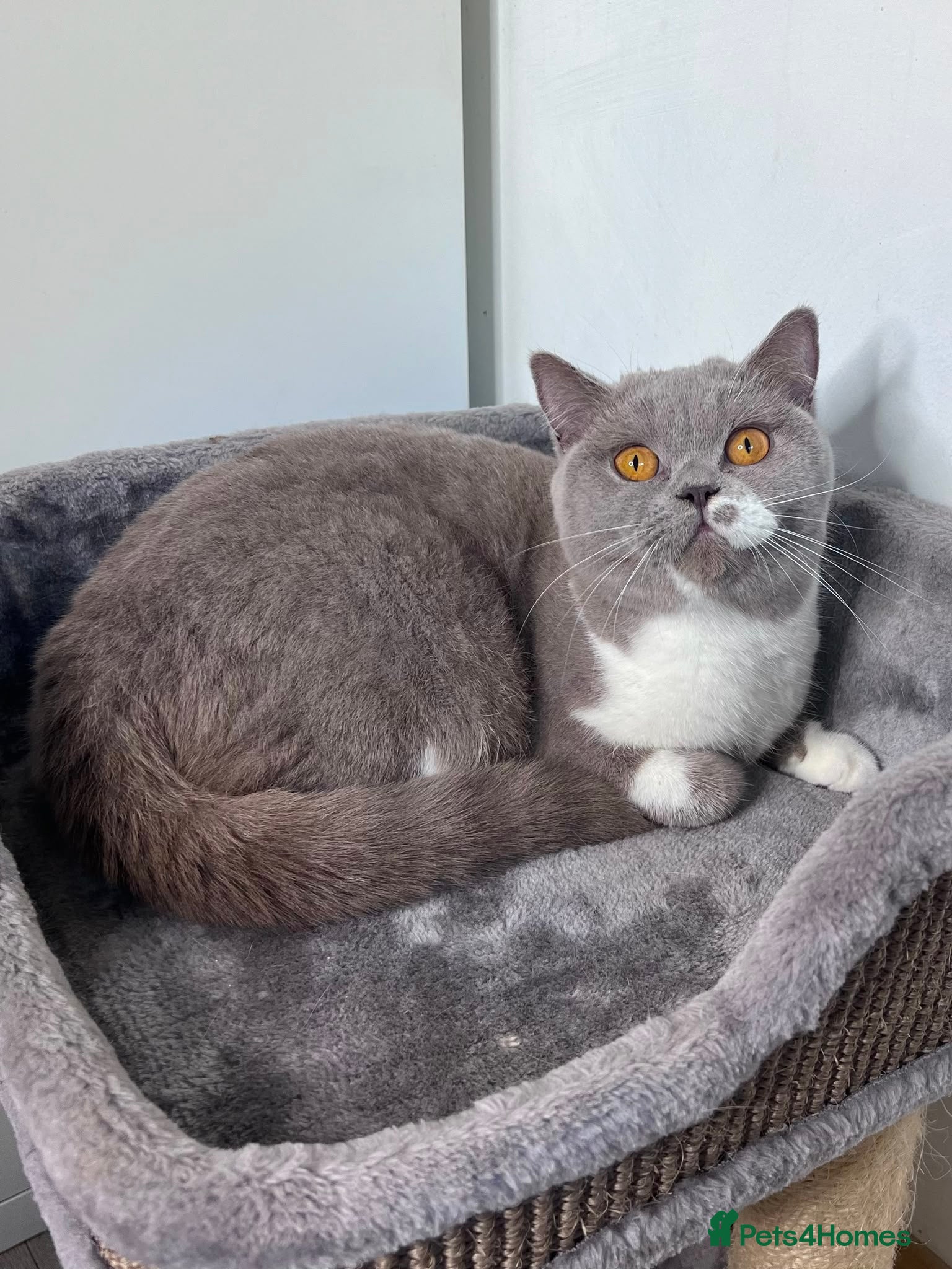 British Shorthair cats Show-quality. BSH. Cinnamon Bi-colour - Advert 1
