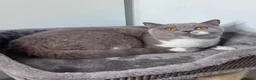 British Shorthair cats for sale: Show-quality. BSH. Cinnamon Bi-colour - Advert 1