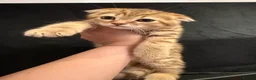 Scottish Fold cats for sale: Stunning Scottish fold kittens are ready - Advert 19