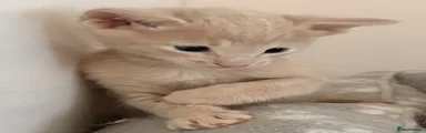 Siamese 1