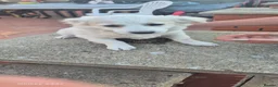 Bichon Frise dogs for sale: Hi there - Advert 5