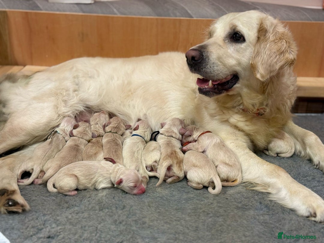 Golden Retriever dogs for sale: Stunning Golden Retriever puppies 🐾 - Image 35