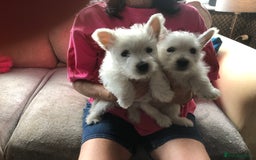 West Highland Terrier dogs for sale: Beautiful west highland puppies for sale - Image 7