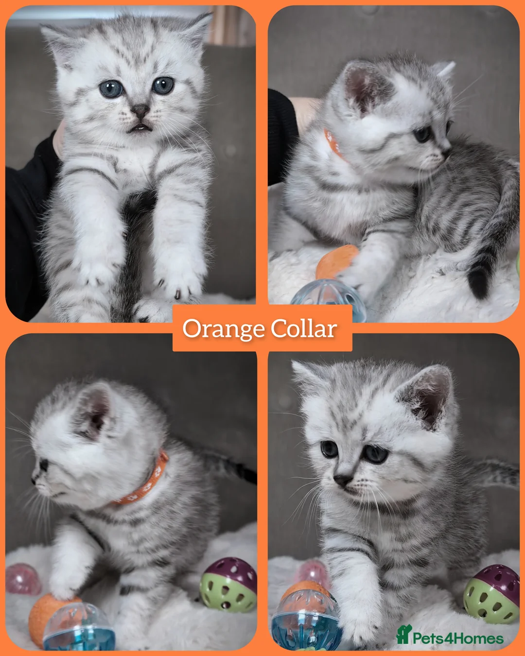 British Shorthair cats for sale: BSH 🩷🩵 READY to RESERVE  - Advert 6