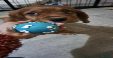 Cockalier dogs - Advert 2