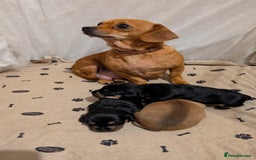 Mixed Breed dogs for sale: 3 beautiful male miniature dachshunds mix - Advert 11