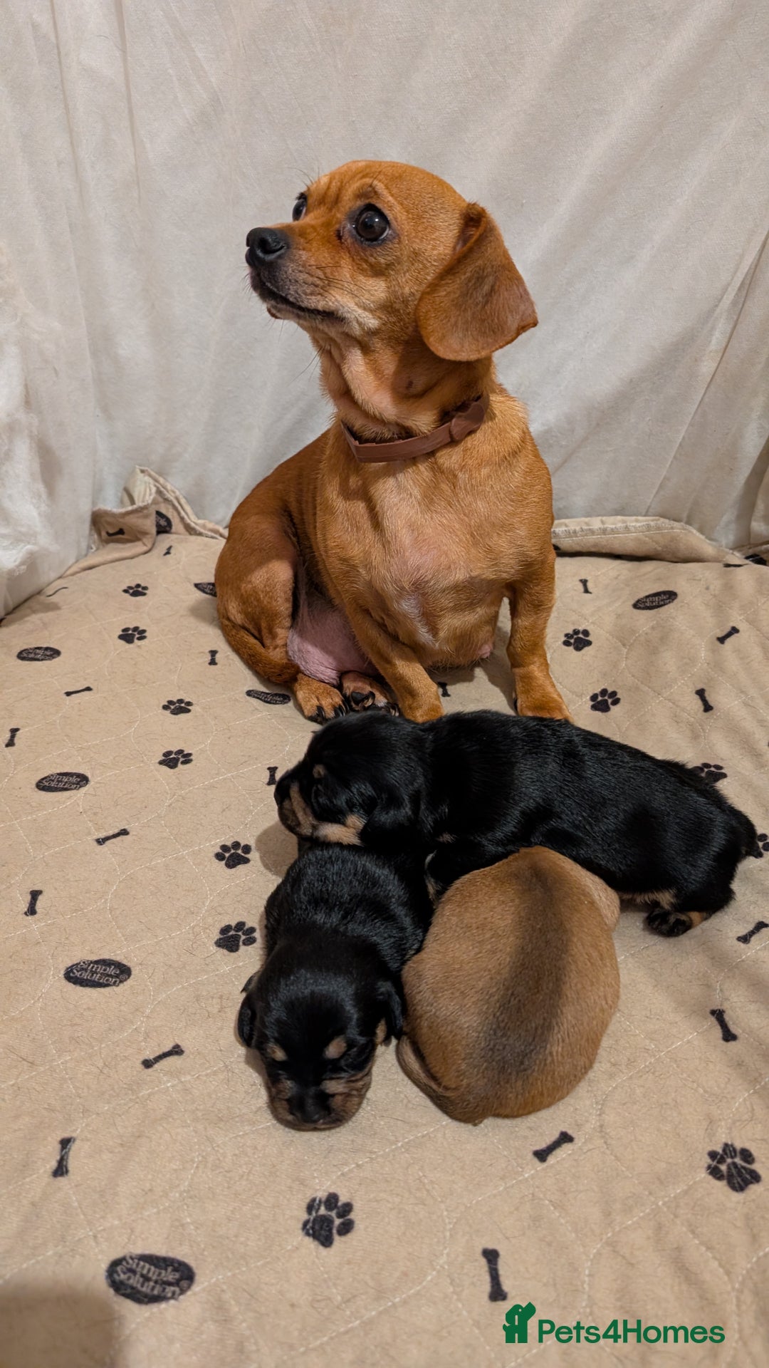 Mixed Breed dogs for sale: 3 beautiful male miniature dachshunds mix - Advert 11