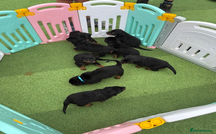 Rottweiler dogs - Advert 1