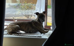 Mixed Breed dogs for sale: Poppy, Whippet x Lakeland terrier. Beautiful! - Image 12