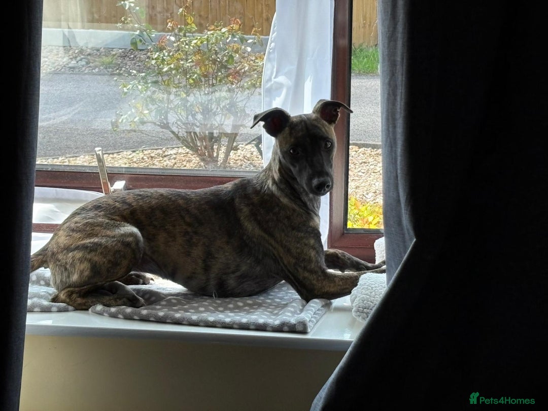 Mixed Breed dogs for sale: Poppy, Whippet x Lakeland terrier. Beautiful! - Image 12
