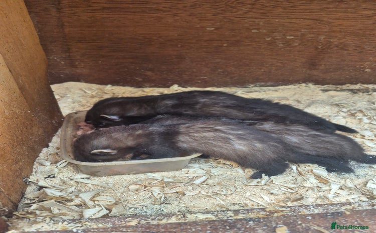 Ferret rodents - Advert 2