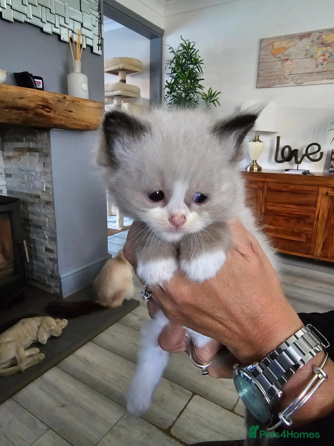 Ragdoll cats for sale: Blue point ragdoll kittens  in Houghton le Spring - Advert 2