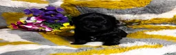 Maltipoo dogs for sale: Maltipoo’s rare colour parents tested Clear PRA - Advert 14