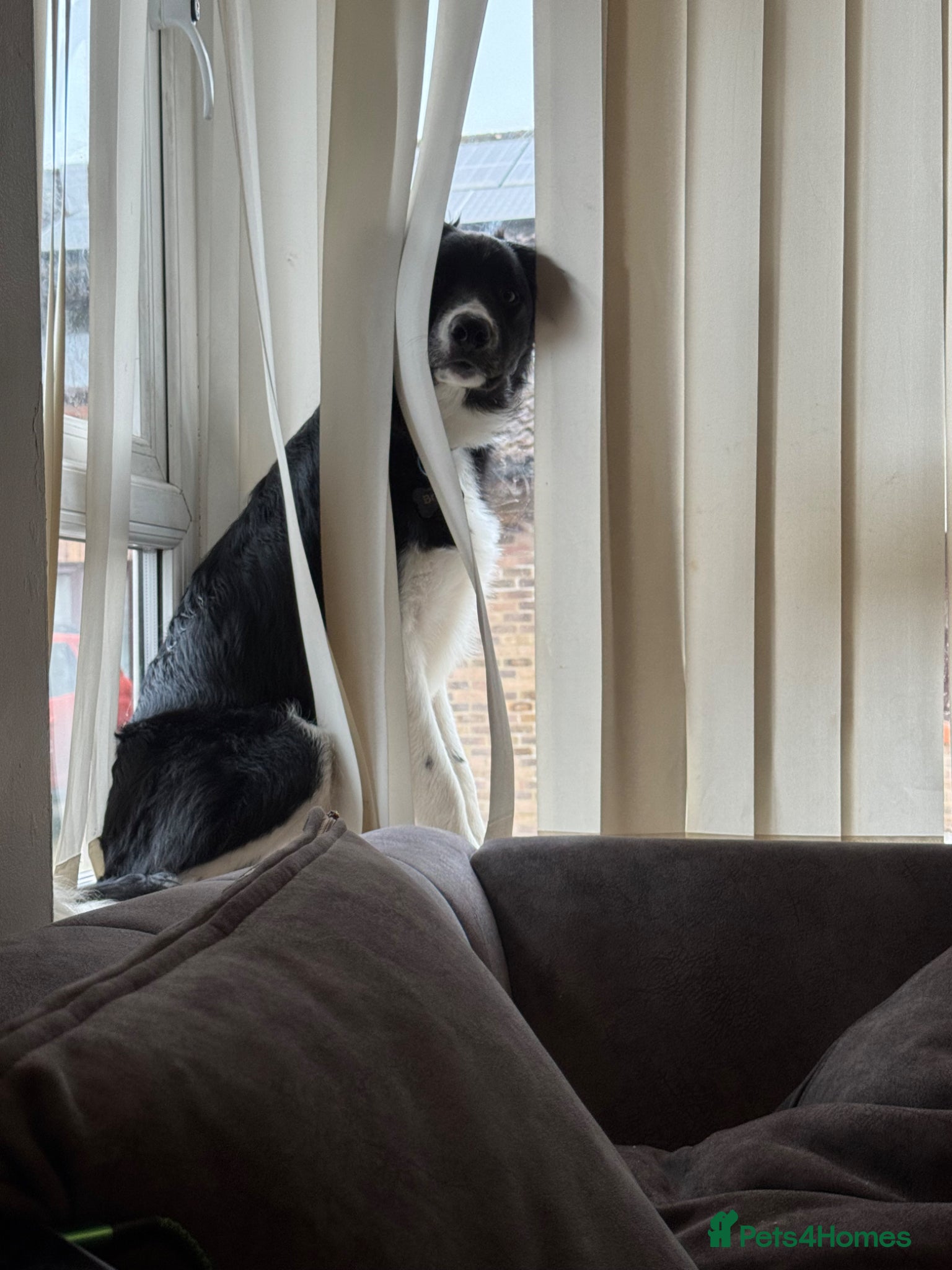 Border Collie dogs for sale: Border Collie pup in Bracknell - Advert 10
