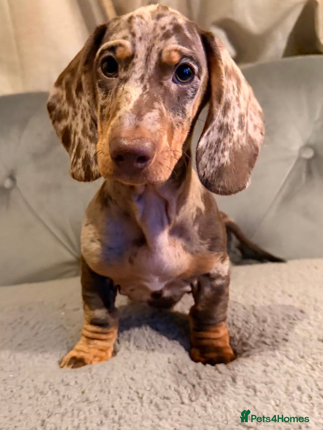 Dachshund dogs for sale: Standard dachshund puppies - Advert 9