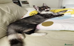 Maine Coon cats for sale: GCCF registered Maine Coon kittens.  in Newton Abbot - Image 7