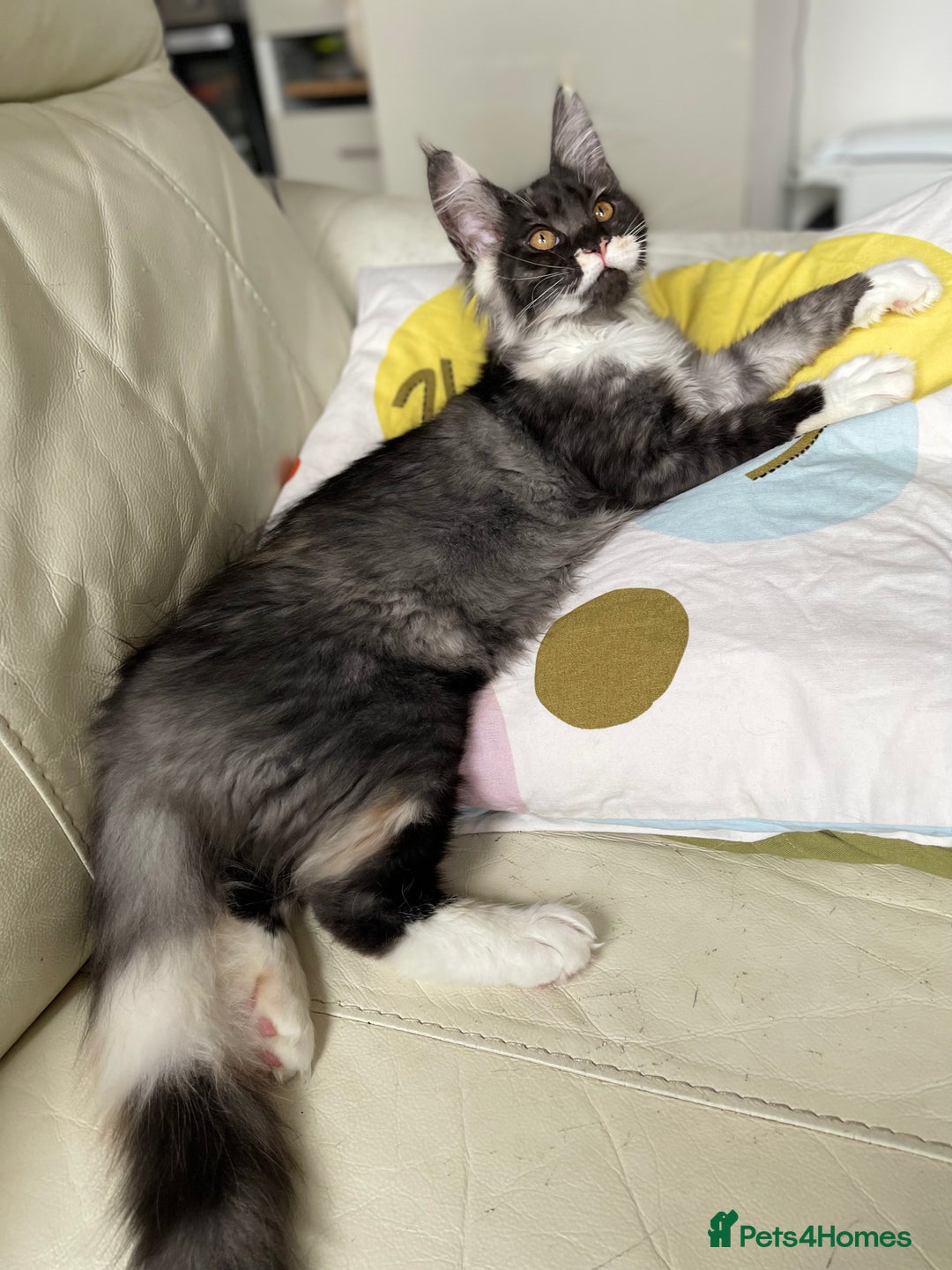 Maine Coon cats for sale: GCCF registered Maine Coon kittens.  in Newton Abbot - Image 7
