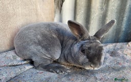 Rex rabbits for sale: 1 x blue rex buck, 3 x rex does - 6 months old - Image 1