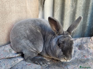 Rex rabbits 1 x blue rex buck, 3 x rex does - 6 months old - Advert 7