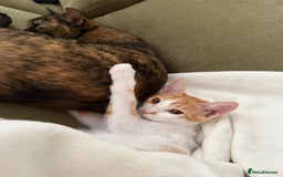 Mixed Breed cats for adoption: ARTI -AFFECTIONATE FUN GIRL SPAYED VACCINATED - Image 7