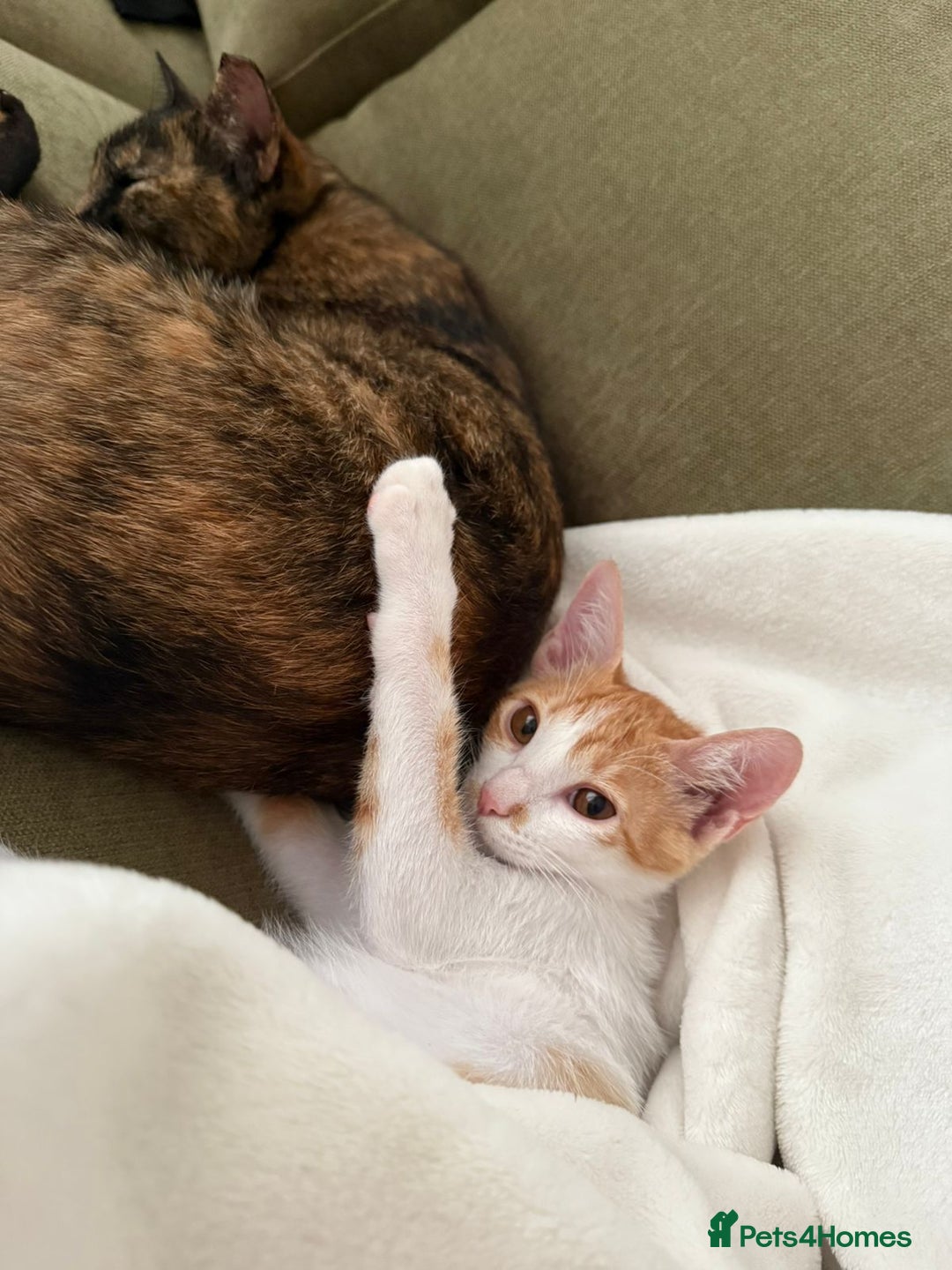 Mixed Breed cats for adoption: ARTI -AFFECTIONATE FUN GIRL SPAYED VACCINATED - Image 7