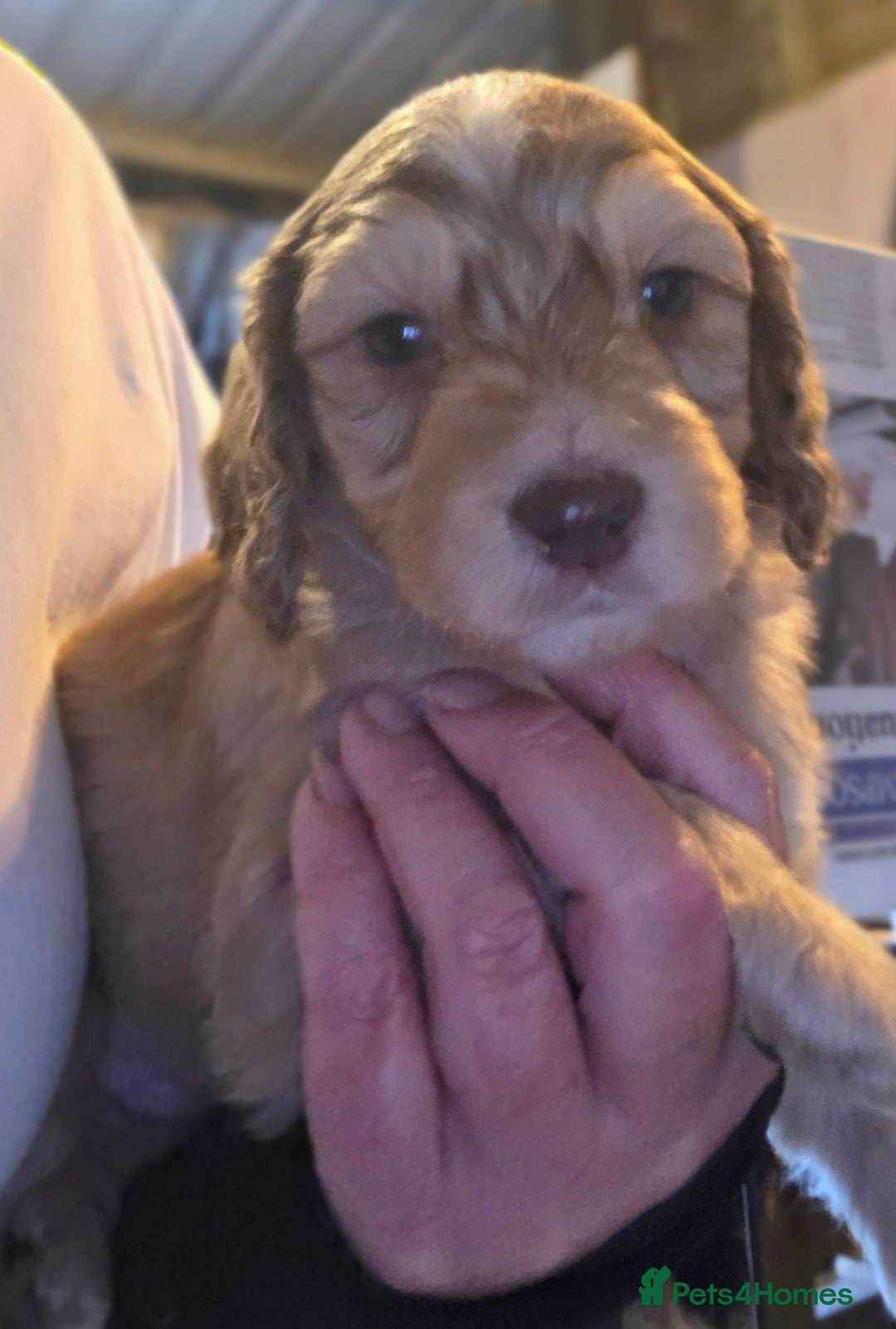 Cockapoo dogs for sale: Cockerpoo puppies F1 stunning colours - Image 26