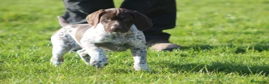 German Shorthaired Pointer Puppy