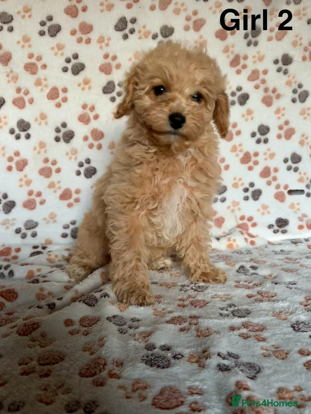 Cavapoo dogs for sale: Beautiful red Cavapoos  in Sheerness - Advert 14