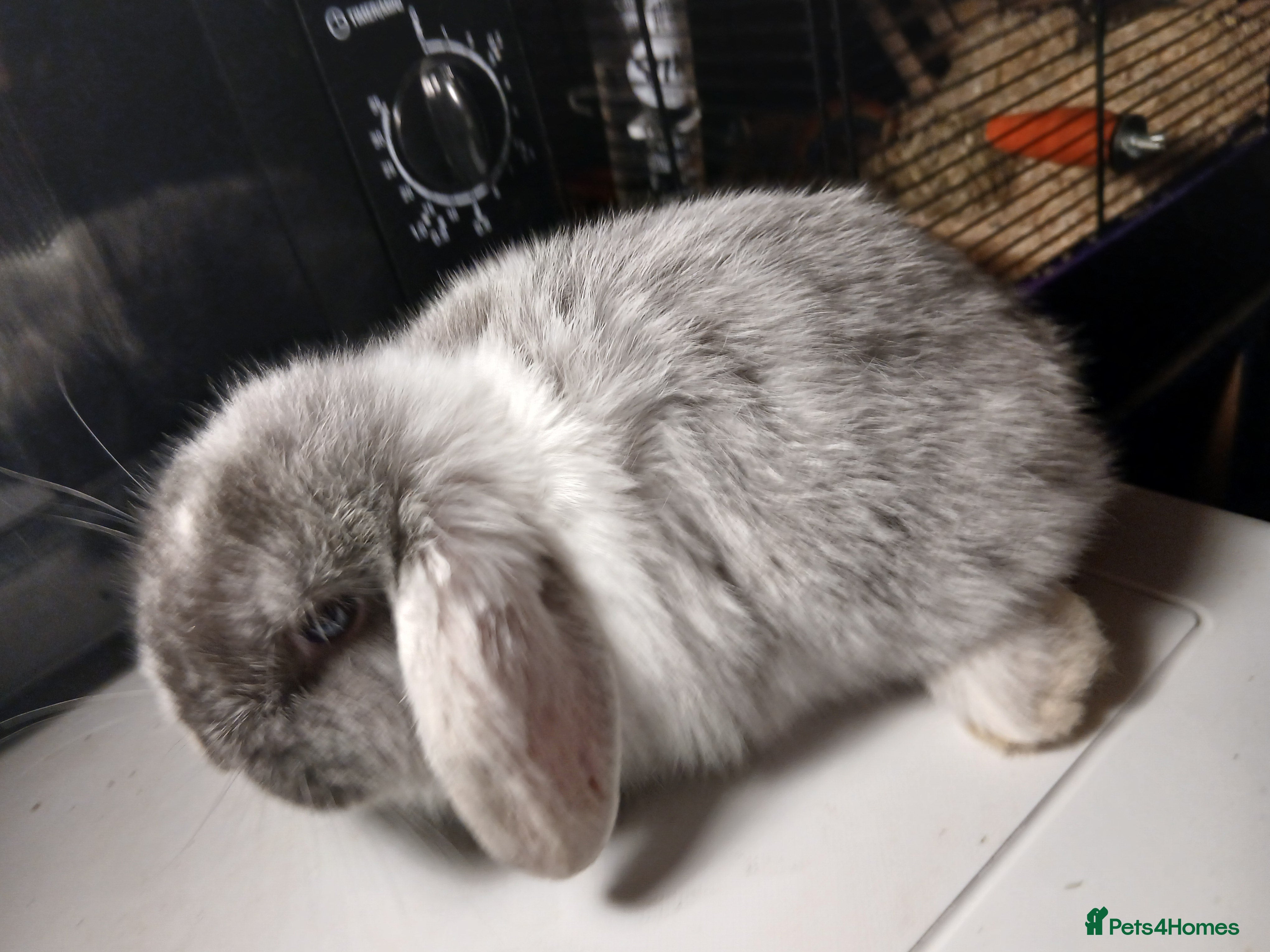 Mini Lop rabbits 2 mini lop babies ready first week of January  - Advert 1