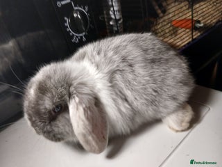 Mini Lop rabbits 2 mini lop babies ready first week of January - Advert 1