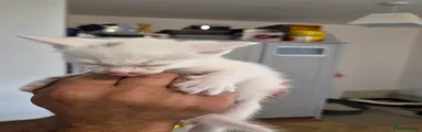 Ragdoll 2