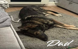 German Shepherd dogs for sale: German Shepherd Puppies  - Image 9