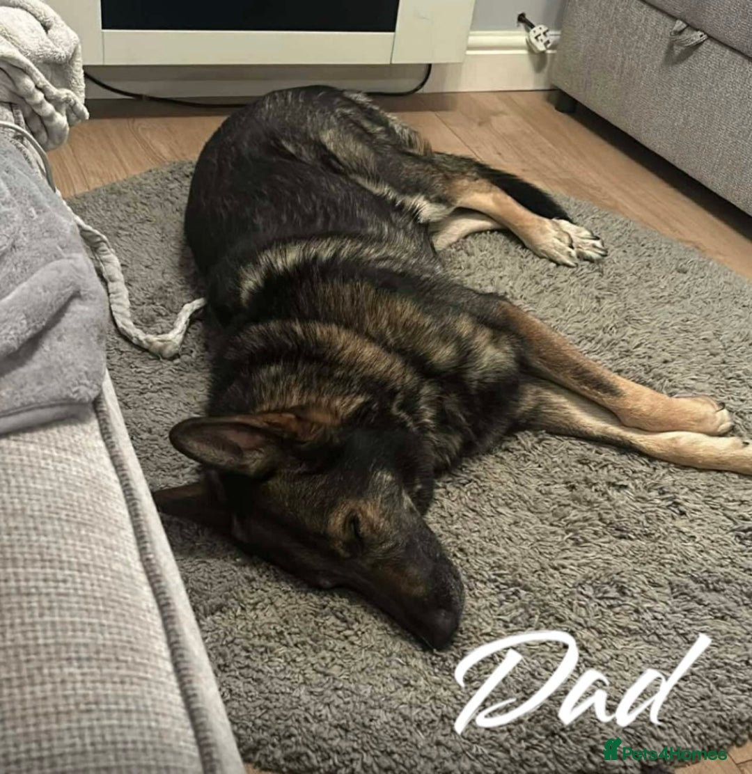 German Shepherd dogs for sale: German Shepherd Puppies  - Image 9