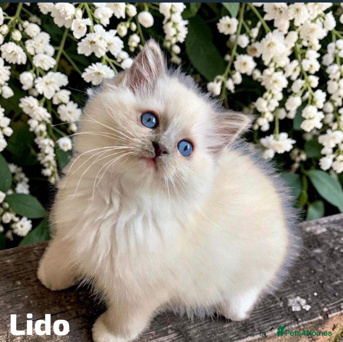 Ragdoll cats Stunning fluffy blue-point ragdoll female kittens  - Advert 1